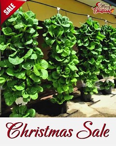 This Christmas, give the gift that keeps on growing with Green Age Farms' Hydroponic System Christmas Sale! Get Holiday Special Prices on all Vertical Hydroponic Systems: - Mr. Stacky Smart Farm: $2650 - Mr. Stacky 80 Plant DIY: $2800 - Mr. Stacky 160 Plant DIY: $4800 - Mr. Stacky 400 Plant DIY: $9200 You also get FREE Delivery & a detailed setup guide with every purchase! 📞 Call us today: 707-4GAF (4423) Visit us at Barakah Grounds, Endeavor Chaguanas to view our demo systems. #GreenAgeFarms #