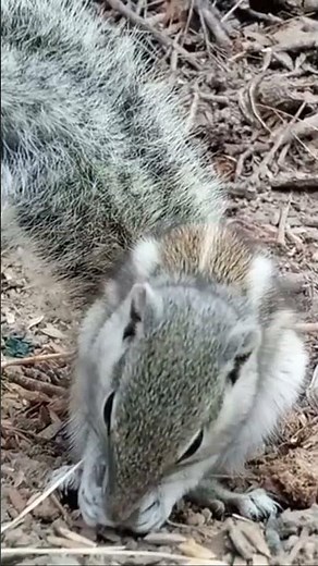 Siberian Chipmunk