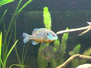 150 gallon North American Native tank Update after rebuild