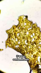 Microscopic Look at Petrol Bugs – Surprisingly Fascinating