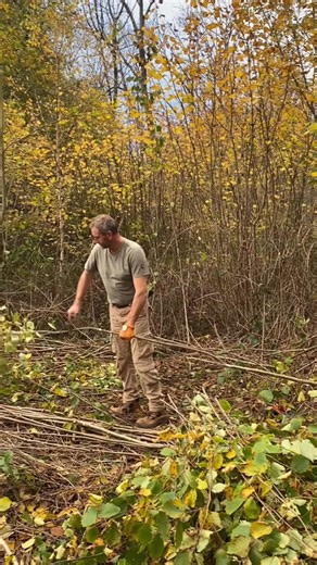 1.1K reactions · 29 shares | Harvesting hazel in a T-shirt in...