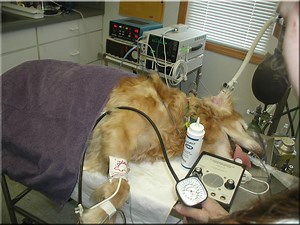 Temperature Monitoring Tool