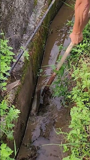 Professional-grade moss removal guide