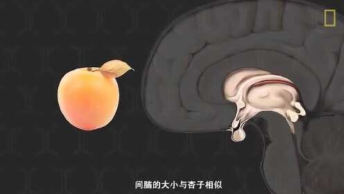 科普101：一个视频彻底搞清人脑的构造