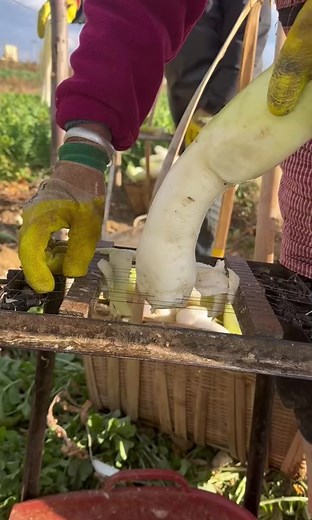 How to Peel Turnips and Radishes Like a Pro