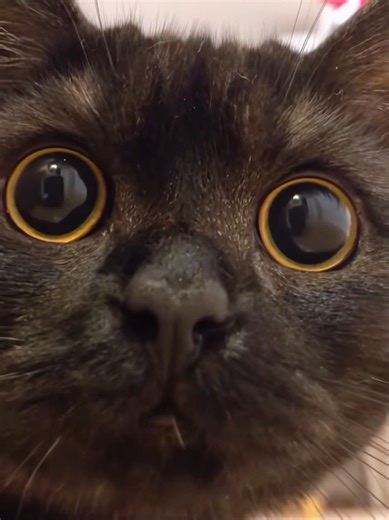 Embrace the Black Cat Core: A Guide for Cat Lovers