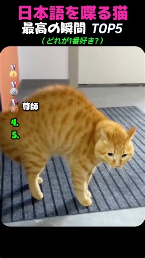 日本語を噪る猫 最高瞬間 TOP5