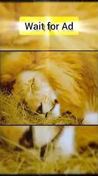 Cricket's Greatest - The Pepsi Ad