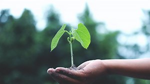 Fungsi Batang Pada Tumbuhan, Kenali Jenis dan Strukturnya