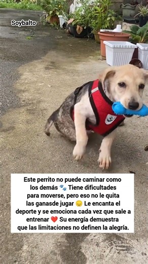 Nadie le quita las ganas de jugar 🥹 #perrosdelacalle