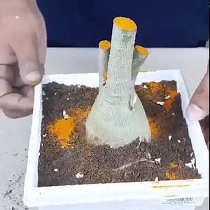 How to Grow Adenium Plant | Potting Mix for Adenium | Proper Care and Report of Adenium/Desert Rose Plant | Rana Craft