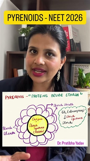 PYRENOIDS 🔥🔥🔥🔥🔥