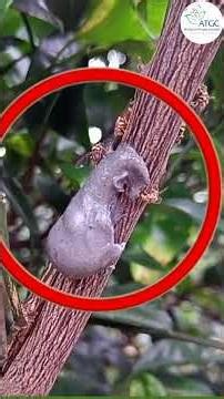 अब एक भी फल नहीं गिरता। इससे फल मक्खियों पर पूरी तरह से रोक लग जाती है।| Akarsh ME | ATGC #akarshme