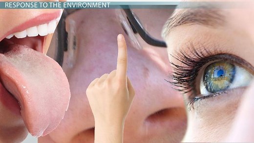 Living Organism | Definition & Characteristics