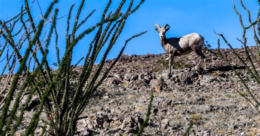 Rare bighorn sheep that cross the U.S.-Mexico border hit a sharp new obstacle