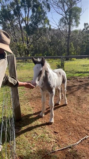 Sharon Hall on Reels