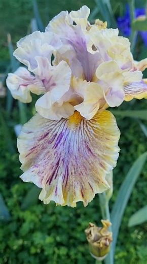 1.3K views · 107 reactions | The final stems are flowering in the...