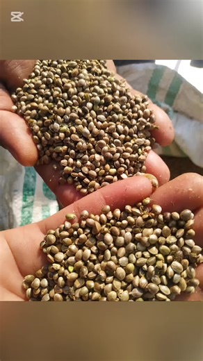 Kenevir Tohumunun Sağlık Faydaları