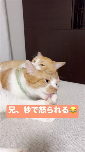 これ毎回です😂 #ムーンスター #ステラ #スター #きょうだい猫 #保護猫 #猫のいる暮らし #cutecat #cat #猫のいる生活