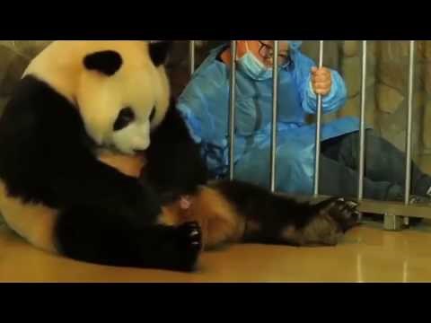 ¿Cómo nace una cría de panda gigante?