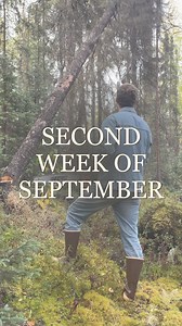 5.5K views · 805 reactions | Bears are so cute when they’re far away  #alaska #offgrid #offgridalaska #fyp #alaskagirl #offgridhomestead #homesteading #offgridliving #offgridlife #homestead #alaskahomestead #millennial #tinyhome #tinyhouse #homemade #hunting #caribouhunt #bear | Fiddleheadsacres | Facebook