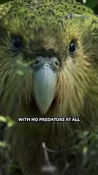 Kakapo: the strangest parrot in the world