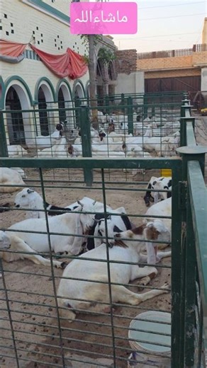 Goat Farm Construction Update #goat #farming #construction #kids