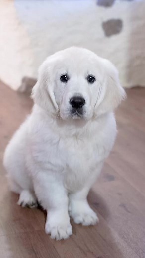 She grew up way too fast 😭🤍 #morph #transformation #allgrownup #puppydog #babyanimals #cutepets #petlove