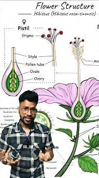 Flower Structure explained in a minute 🌸 🌹 #biology #neet