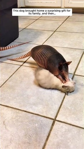 You Won’t Believe What This Dog Brought Home... #armadillo #animals #rescue #wildliferescue #shorts