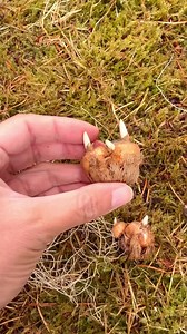 The two featured in this video are crocus corms and Muscari bulbs. What’s great about these flowers is they naturalize multiplying over time giving you more blooms for years to come! They also provide early season pollen for pollinators. Another wonderful thing about some of the naturalizing flower bulbs, is they’re resistant to deer and rodents, with the exception of crocus. Check out the list below!⬇️For helpful tips and inspiration, make sure to visit @flowerbulbsdotcom Happy Gardening!1. Ane