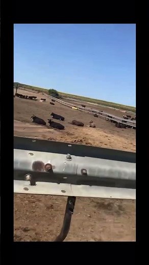 Why Do Cows Lay Down? #farming #farm #farmlife #nature #animals #cow #shorts #shortsvideo