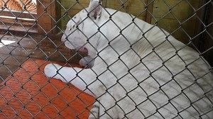 126K views · 10K reactions | Tiger cub update: The cubs are 8 weeks...