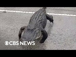 10-foot alligator crosses the road in Florida