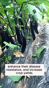 Highly Effective Root Stimulant #backyardgardening #gardeninglife #vegetablegardening #vegetablegarden #gardeningtips #gardeninglove #organicgardening #gardensofinstagram #gardenideas #urbangardening #gardeningistherapy #gardeninggoals #homegardening #gardeninspiration #lovegardening #gardeningisfun #countrygarden #gardeningmakemehappy #veggiegarden #happygardening | Home Gardening