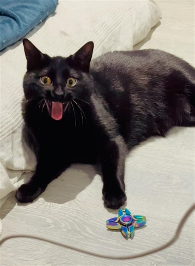 The Lost Opera (cat version)