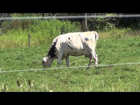 Tumilowicz Farm Showcase - Successful Small Dairy