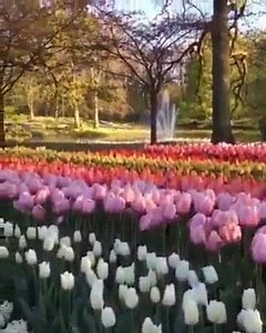 4.6K views · 421 reactions | For you ladies... happy women's day !  | NATURE | Facebook