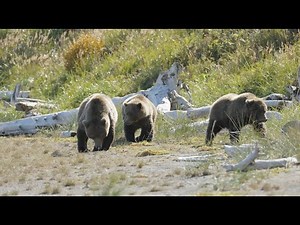 Setting the Foundation for Grizzlies to Return | California Academy of Sciences