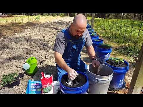 planting tomatoes in a bucket