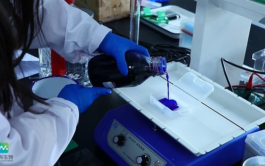 蛋白染色和脱色处理