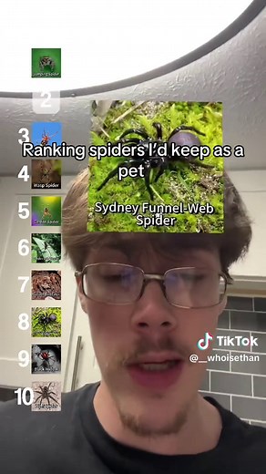 Ranking Spiders I Would Keep as a Pet