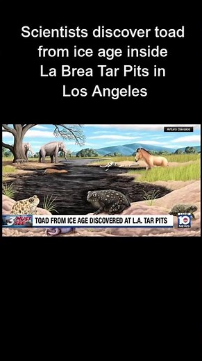 Scientists discover toad from ice age inside La Brea Tar Pits in Los Angeles