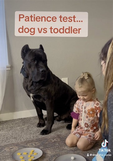 Cane Corso Puppy Training Tips for Families