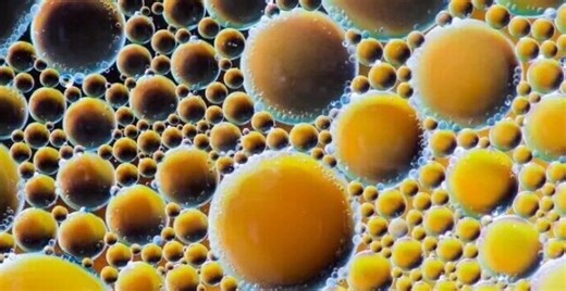 张耀阳团队揭示TRIM28介导的SUMO化修饰调控应激颗粒动态性的新机制 | Cell Press对话科学家_腾讯新闻