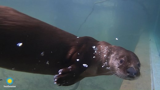 5.3K views · 390 reactions | 簾 North American river otters are considered a keystone species, which means other species in the same habitat depend on the existence of river otters. Their presence also reflects the health of the ecosystem around them.  See them at American Trail! #WorldOtterDay | Smithsonian’s National Zoo and Conservation Biology Institute | Facebook