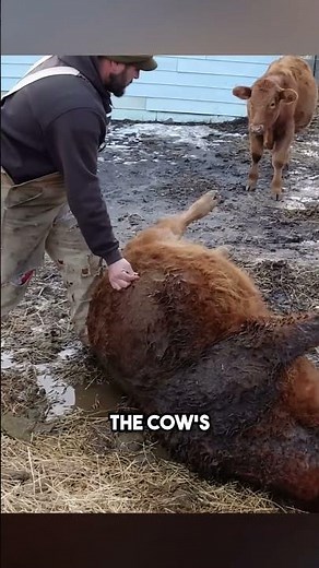 How Farmers Deflate a Bloated Cow in Seconds!