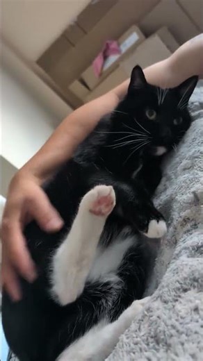 He loves this 🥹😹😽😂 #catsofyoutube #catshorts #shorts #tuxedocats #meow