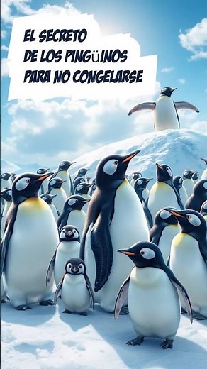 El secreto de los pingüinos para no congelarse #Pingüinos #Naturaleza #Animales #PíldoraSabia