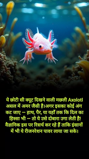 123K views · 677 reactions | इस मछली के अंग दोबारा से उग जाते हैं #facts #axolotl #axolotlfacts | Brain Spark | Facebook